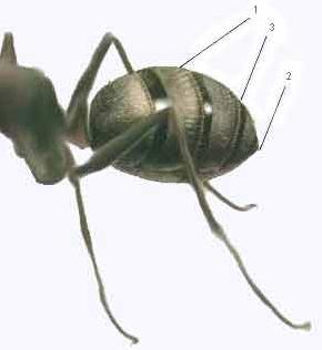 brusko mravec