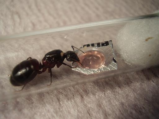 Kŕmenie Camponotus ligniperda kráľovnej