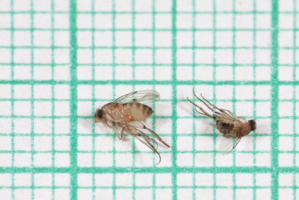 Phorid fly Megaselia scalaris